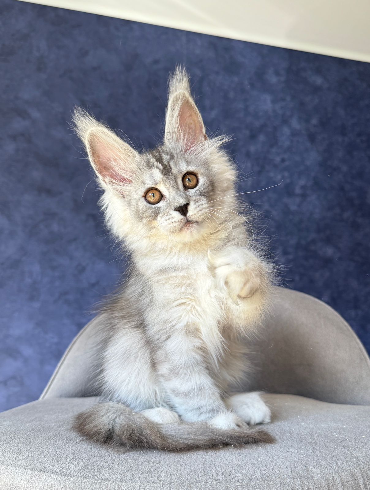 Velari R Maine Coon kitten - Available for adoption at FavCats