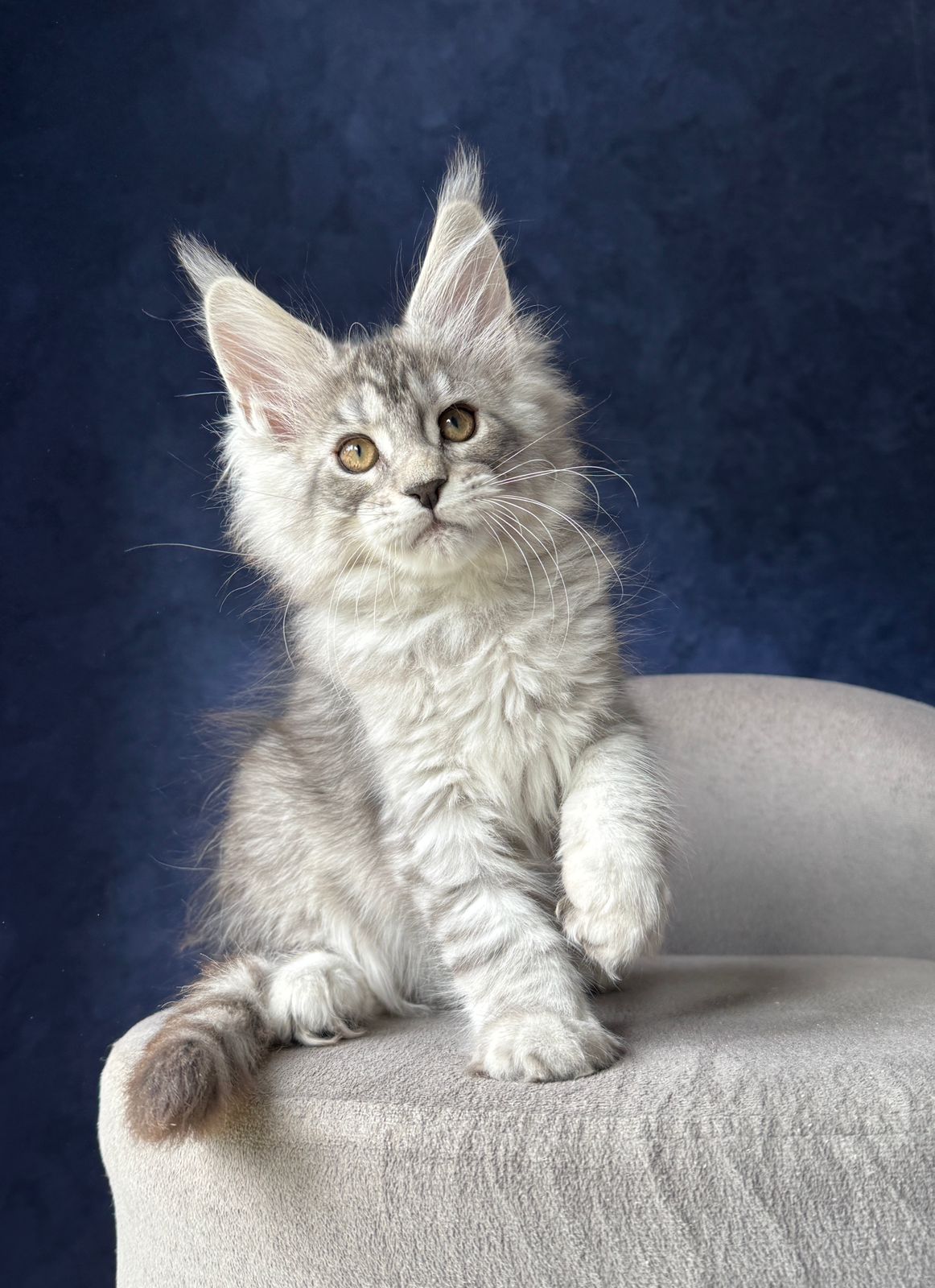 Vanil R Maine Coon kitten - Available for adoption at FavCats
