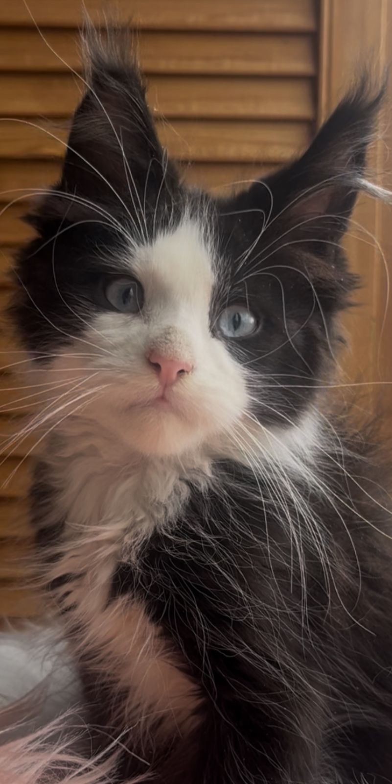 Honor Polydactyl 6/6/6/6 R