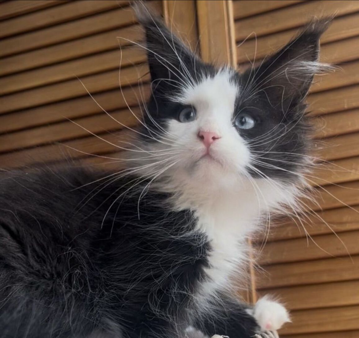 Honor Polydactyl 6/6/6/6 R