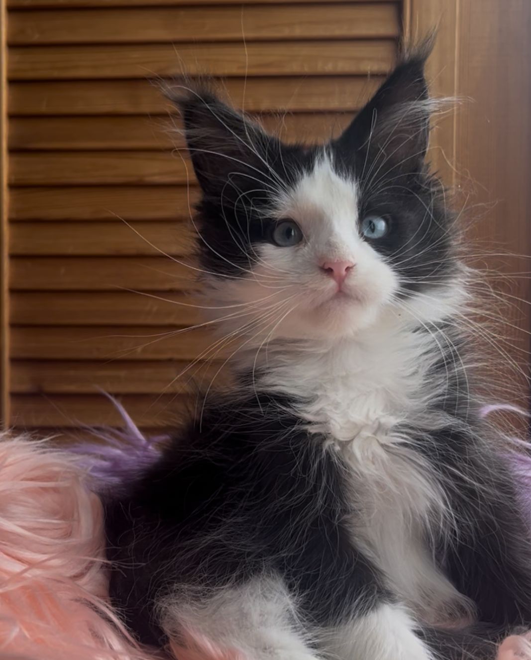 Honor Polydactyl 6/6/6/6 R thumbnail