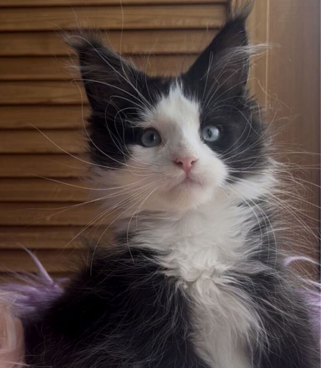Honor Polydactyl 6/6/6/6 R thumbnail