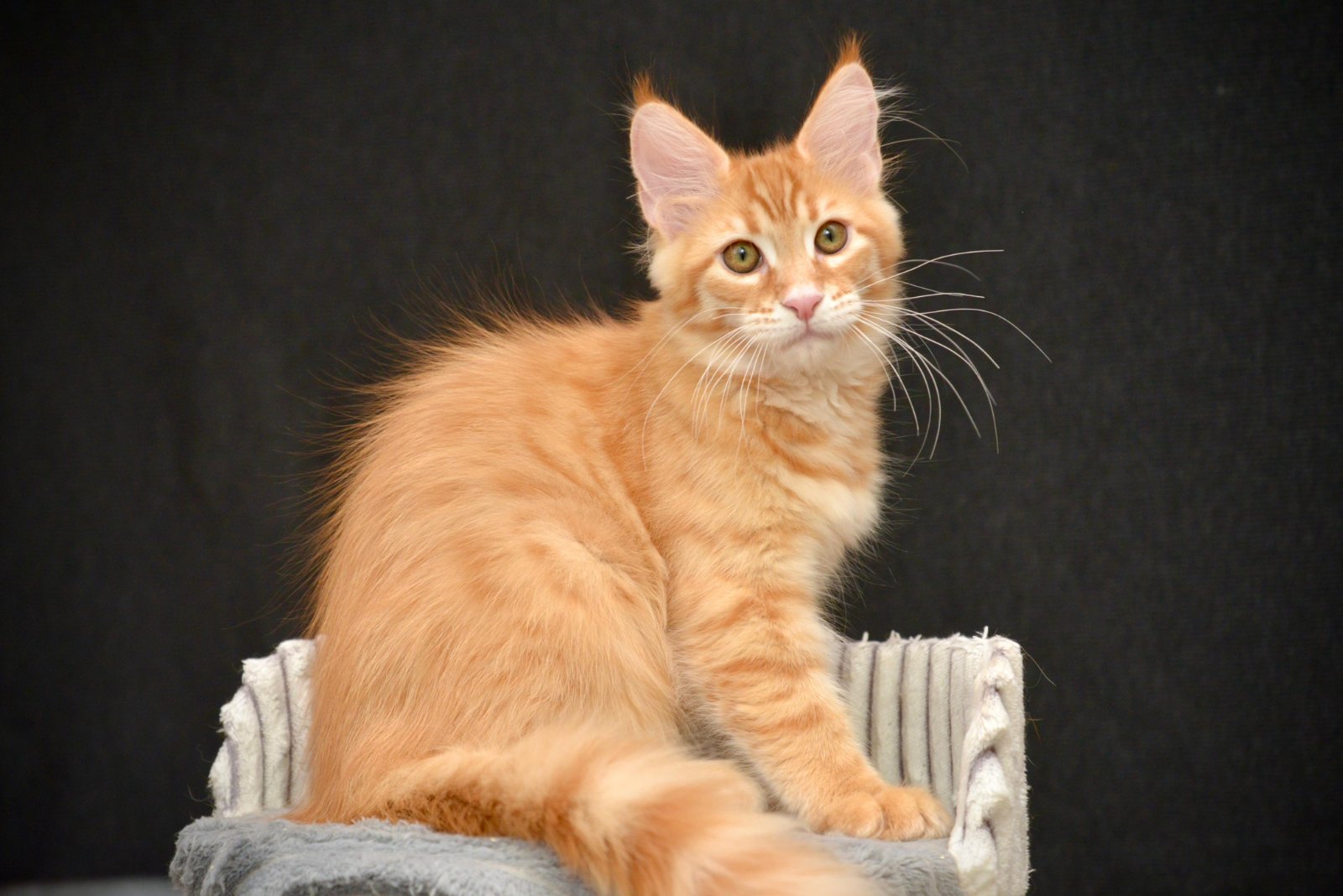 Velvet R Maine Coon kitten - Available for adoption at FavCats