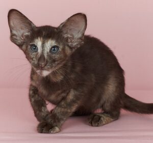 Queen U Oriental Cat kitten - Available for adoption at FavCats