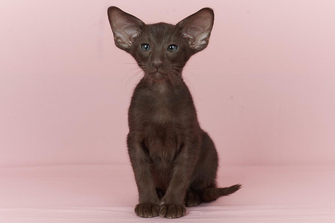 Quentin U Oriental Cat kitten - Available for adoption at FavCats