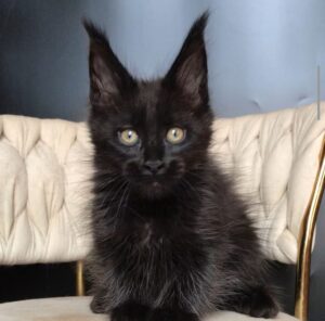 Vlastelina R Maine Coon kitten - Available for adoption at FavCats