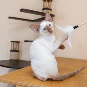 Yuvelir R Oriental Cat kitten - Available for adoption at FavCats