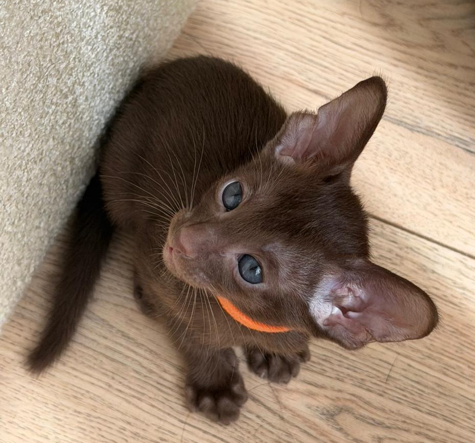 Aurora R Oriental Cat kitten - Available for adoption at FavCats