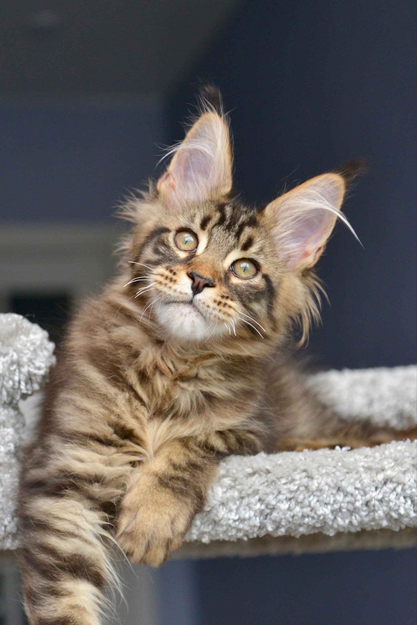Whitewood R Maine Coon kitten - Available for adoption at FavCats
