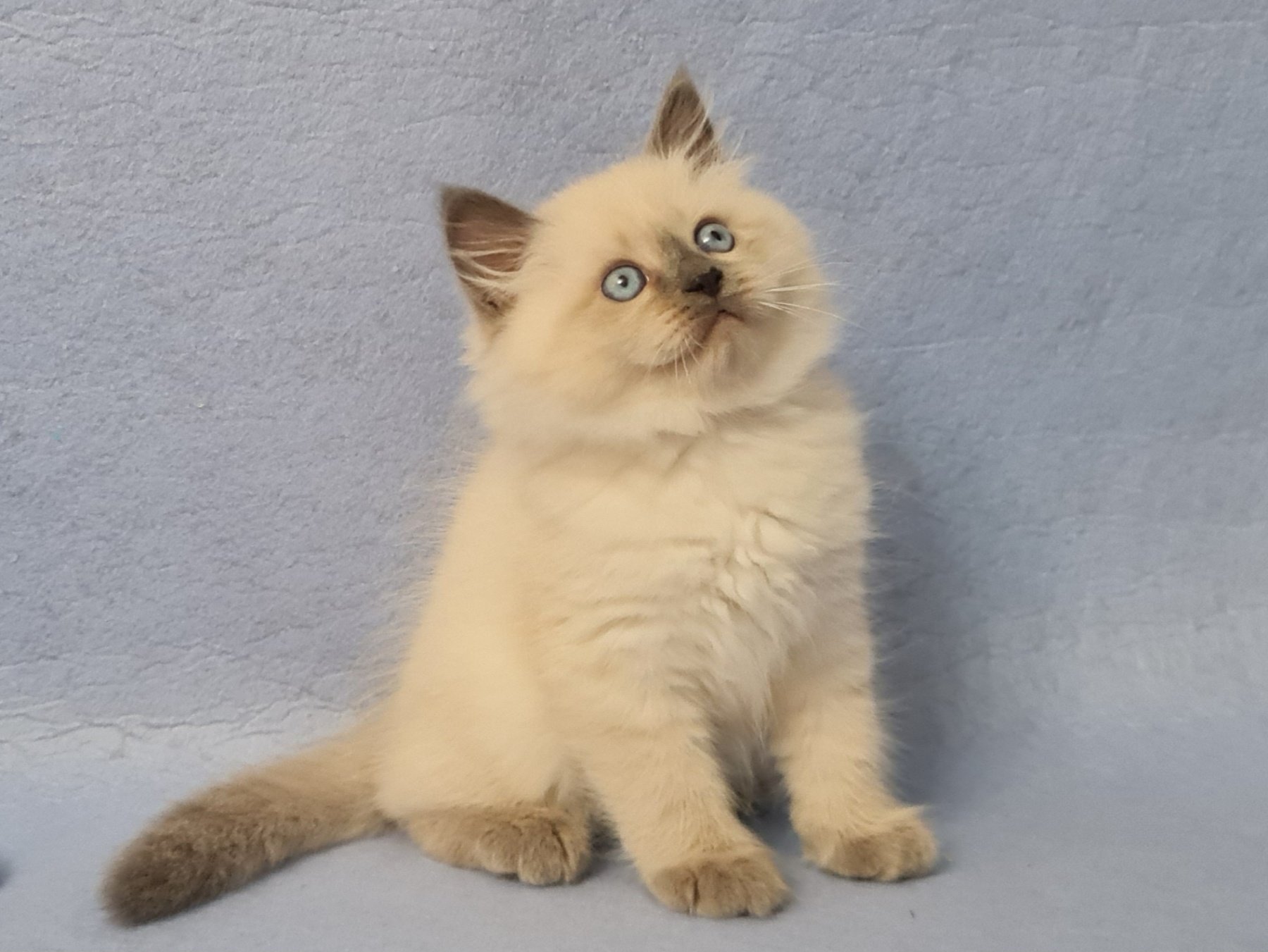 Archie U Siberian Cat kitten - Available for adoption at FavCats