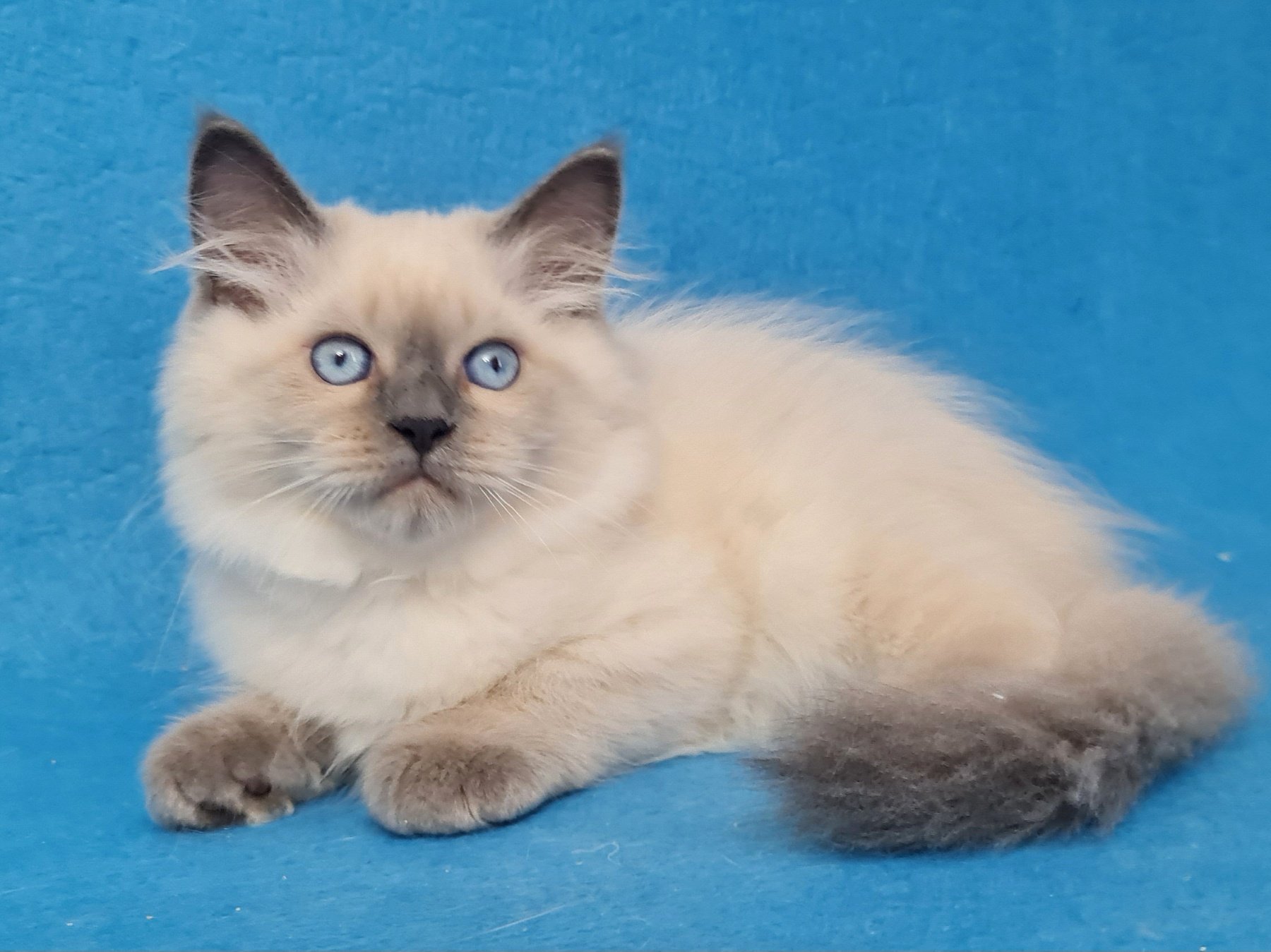 Archie U Siberian Cat kitten - Available for adoption at FavCats