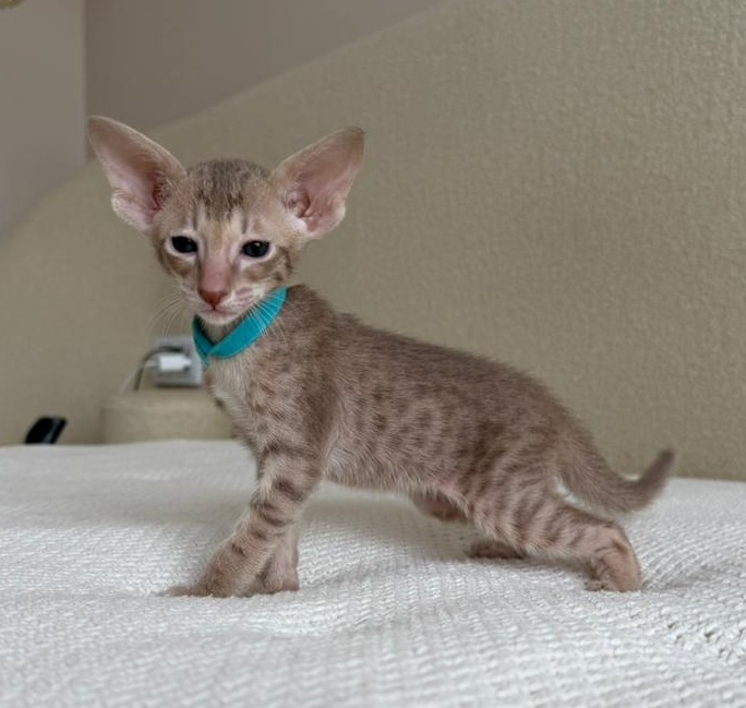 Axel R Oriental Cat kitten - Available for adoption at FavCats