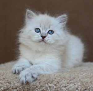 Dina R Siberian Cat kitten - Available for adoption at FavCats