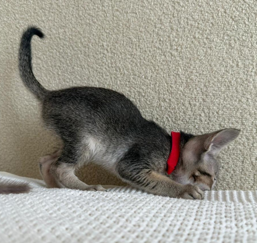 Aveline R