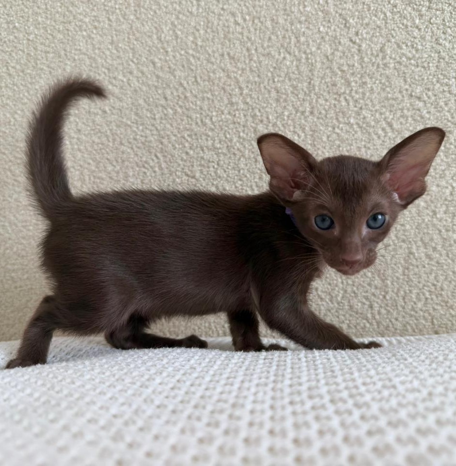 Amira R Oriental Cat kitten - Available for adoption at FavCats