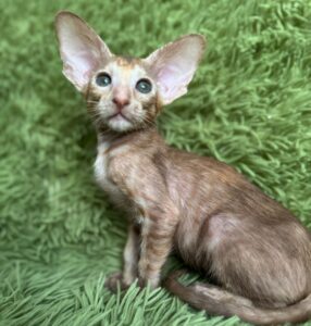 Luna R Oriental Cat kitten - Available for adoption at FavCats