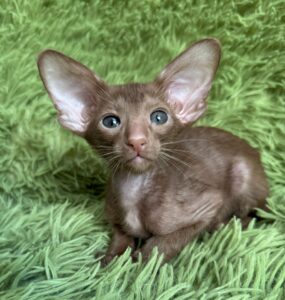 Leonid R Oriental Cat kitten - Available for adoption at FavCats