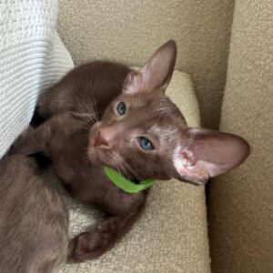 Aston R Oriental Cat kitten - Available for adoption at FavCats