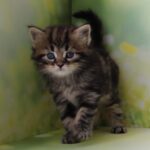 Kuzma R thumbnail