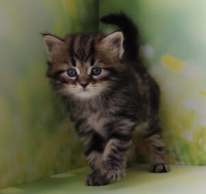 Kuzma R Siberian Cat kitten - Available for adoption at FavCats