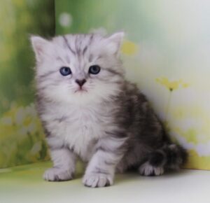 Kadet R Siberian Cat kitten - Available for adoption at FavCats
