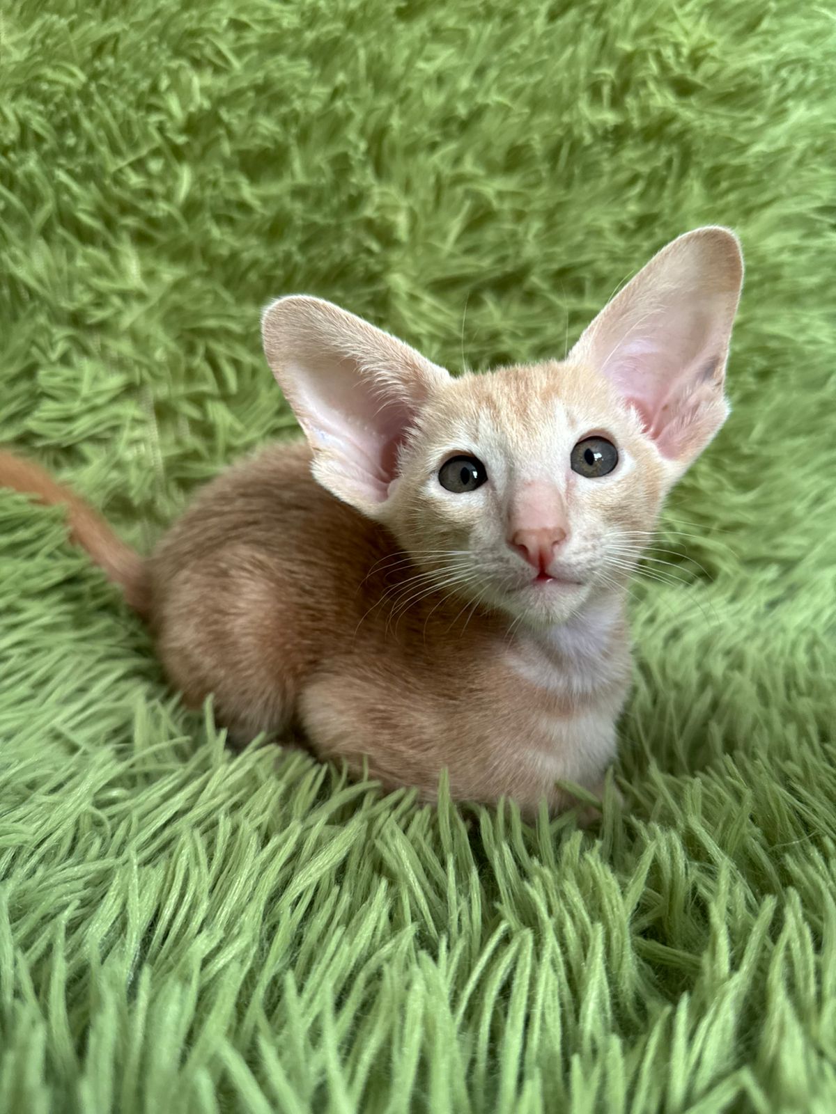 Leon R Oriental Cat kitten - Available for adoption at FavCats