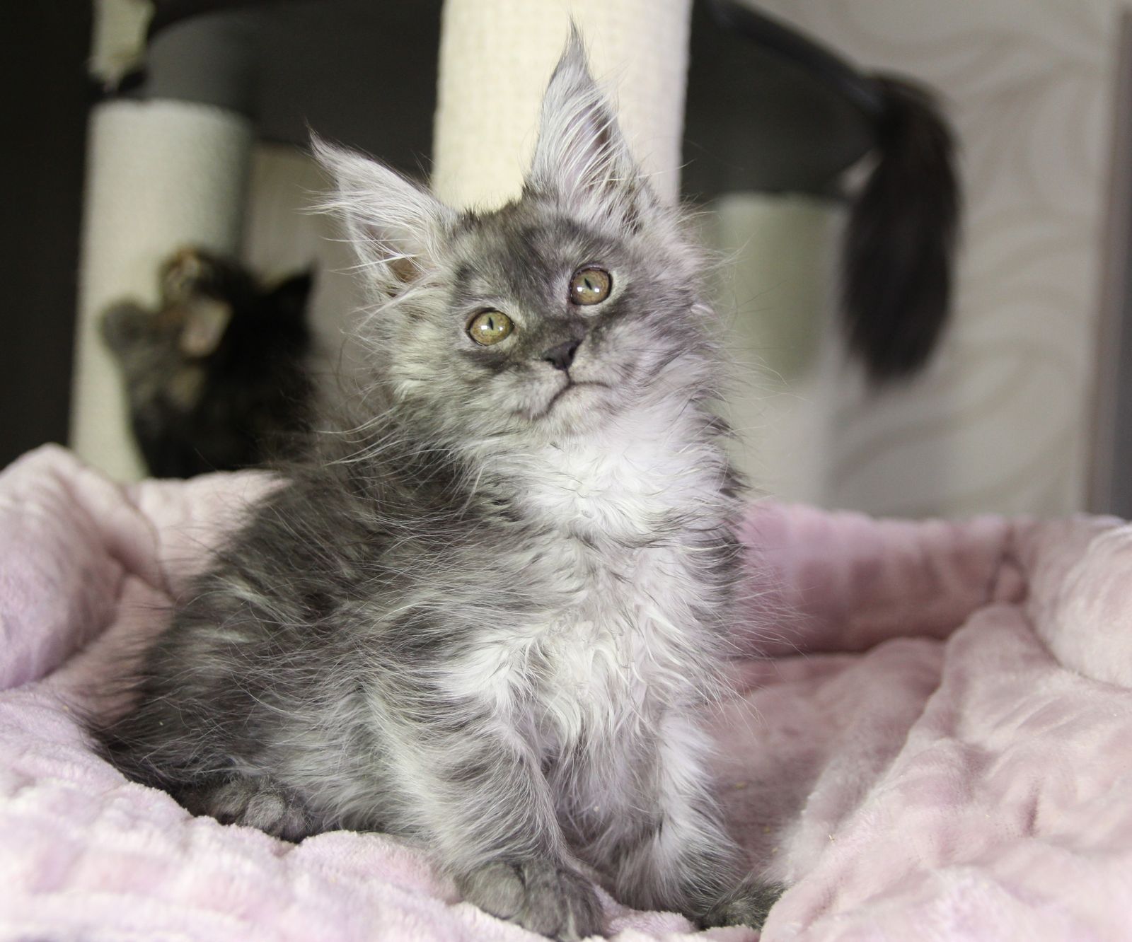 Vanessa R Maine Coon kitten - Available for adoption at FavCats