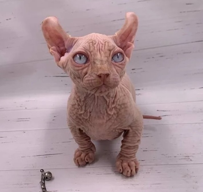 Lord R Dwelf kitten - Available for adoption at FavCats
