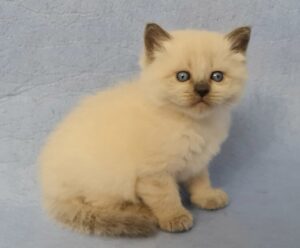 Archie U Siberian Cat kitten - Available for adoption at FavCats
