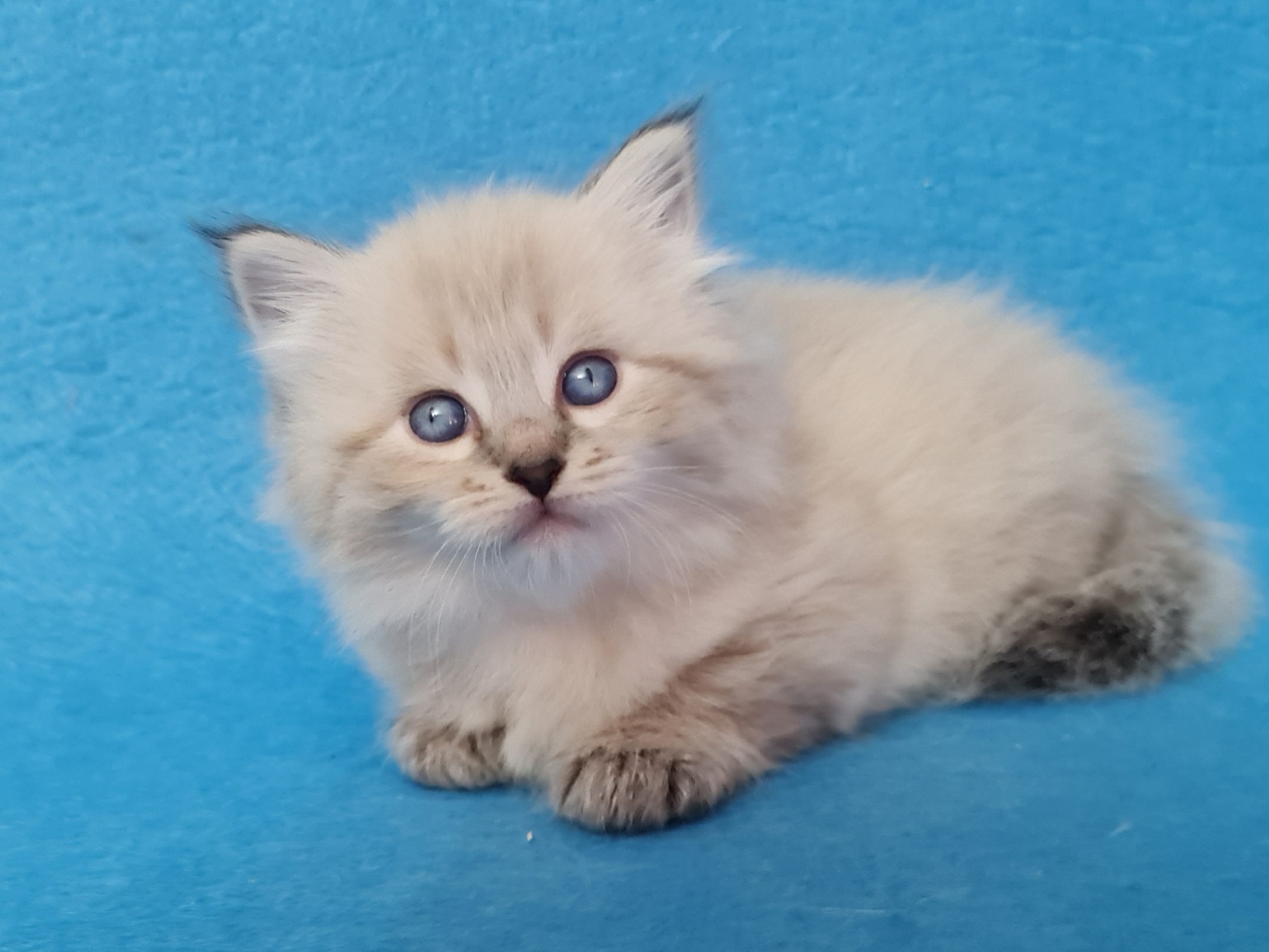 Azaliya U Siberian Cat kitten - Available for adoption at FavCats
