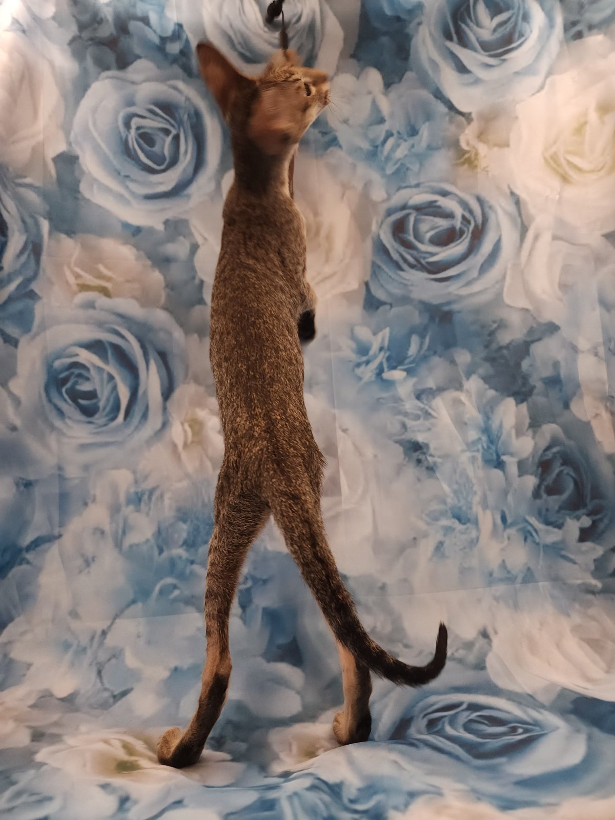 Layma U