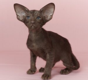 Quill U Oriental Cat kitten - Available for adoption at FavCats