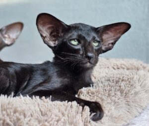 Balvenie R Oriental Cat kitten - Available for adoption at FavCats