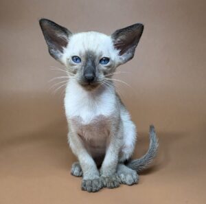 Wisp U Oriental Cat kitten - Available for adoption at FavCats
