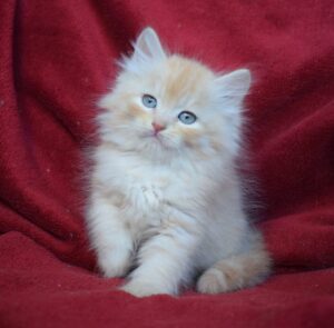 Kevin R Siberian Cat kitten - Available for adoption at FavCats