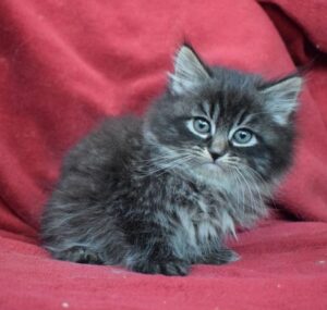 Kuzma R Siberian Cat kitten - Available for adoption at FavCats