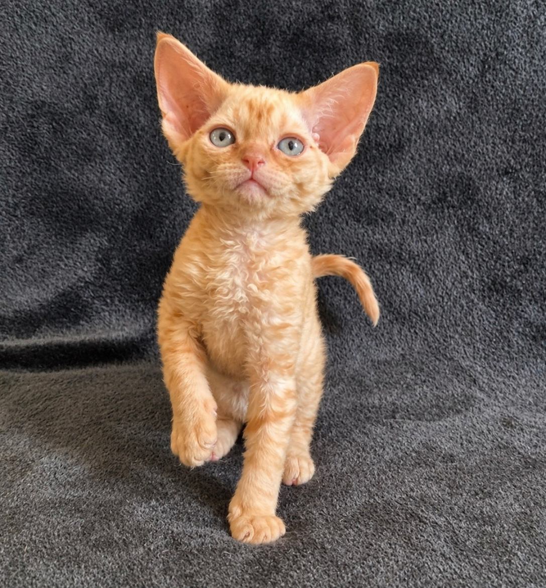Benya U Devon Rex Cat kitten - Available for adoption at FavCats