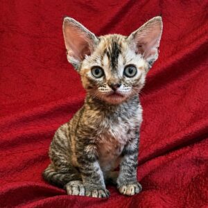 Bella U Devon Rex Cat kitten - Available for adoption at FavCats