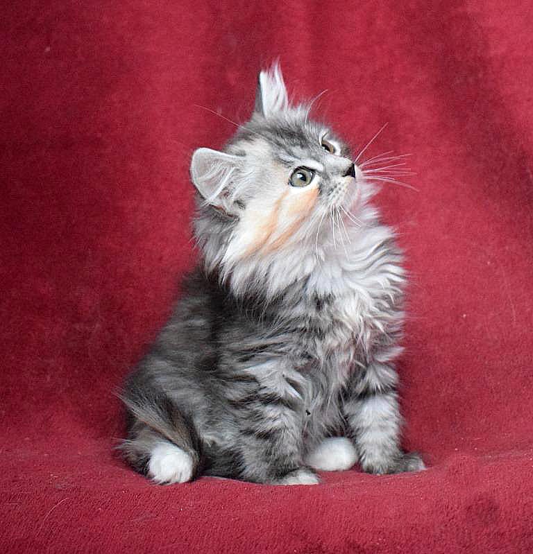 Kalina R Siberian Cat kitten - Available for adoption at FavCats