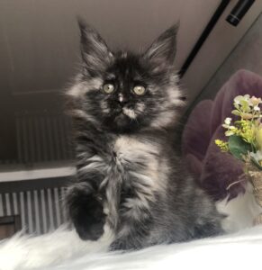 Wilhelmina U Maine Coon kitten - Available for adoption at FavCats