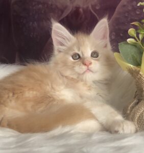 Wings U Maine Coon kitten - Available for adoption at FavCats