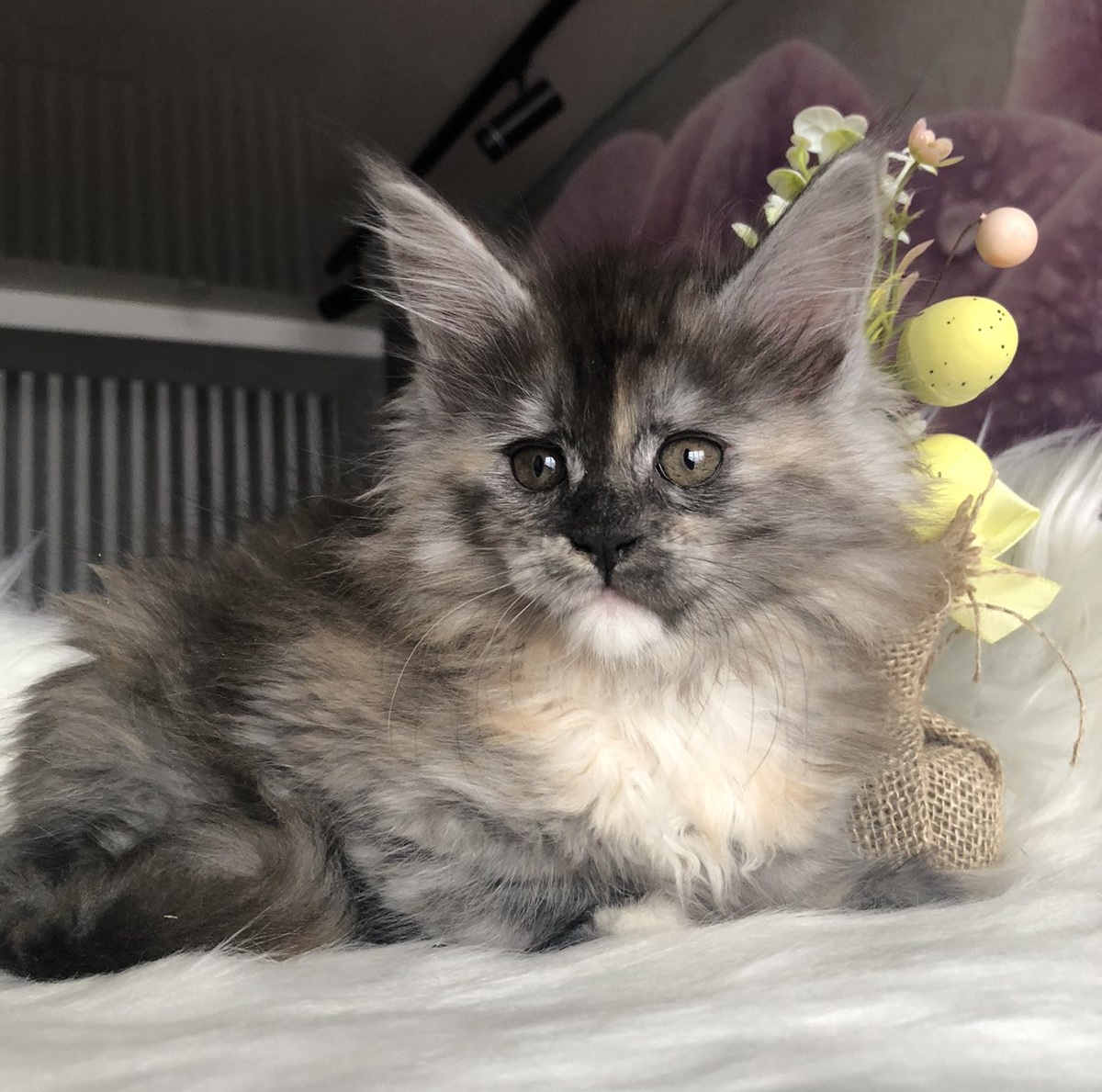 Wednesday U Maine Coon kitten - Available for adoption at FavCats