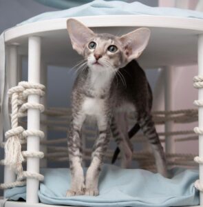 Ronald R Oriental Cat kitten - Available for adoption at FavCats