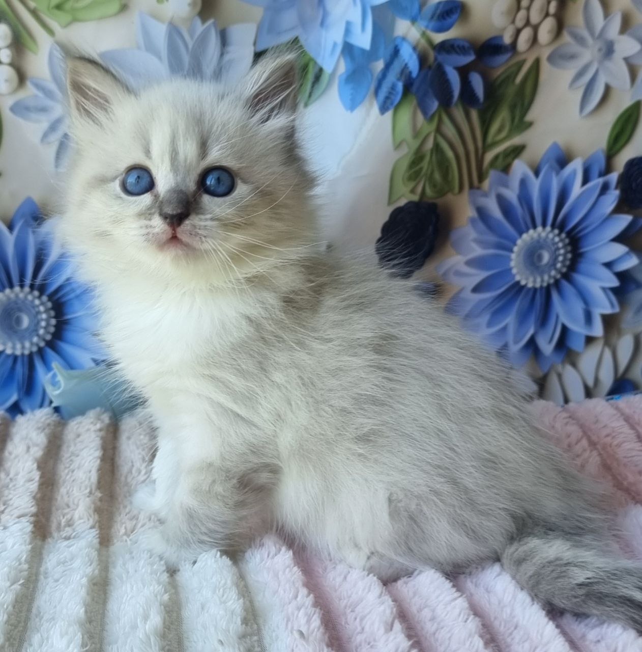 Yvette U Siberian Cat kitten - Available for adoption at FavCats