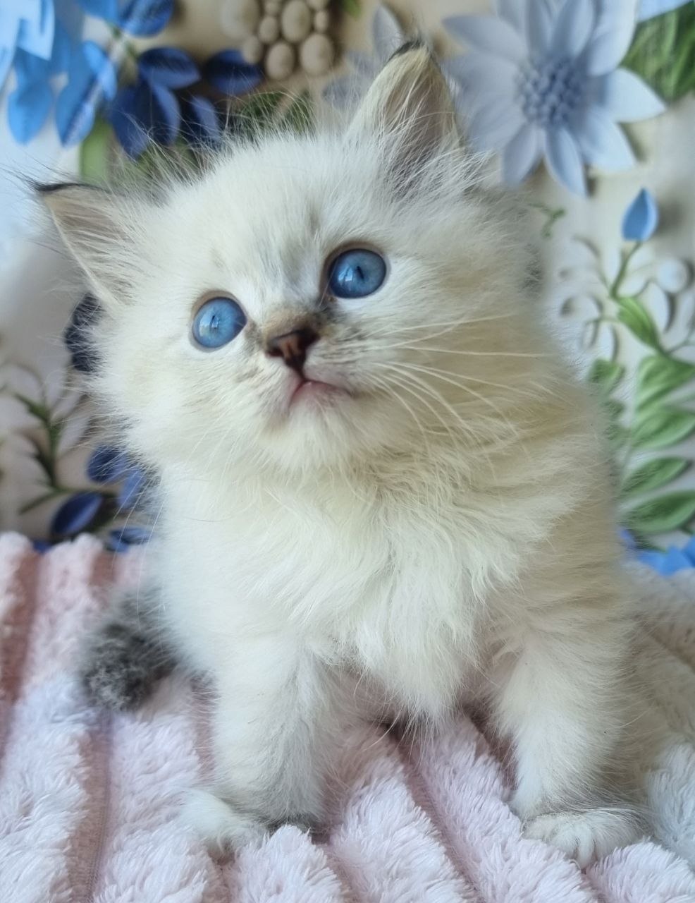 Yanis U Siberian Cat kitten - Available for adoption at FavCats