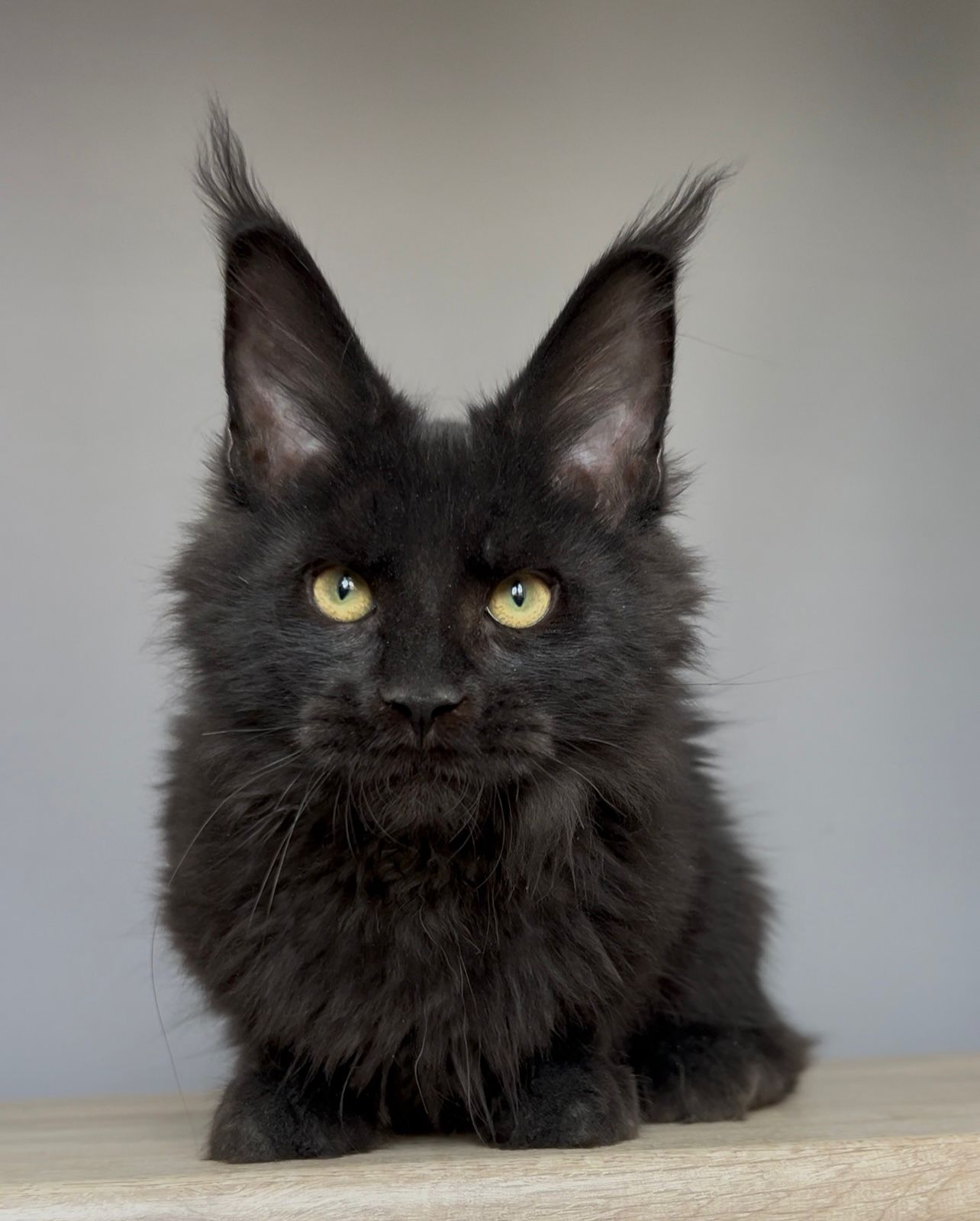Norman R Maine Coon kitten - Available for adoption at FavCats