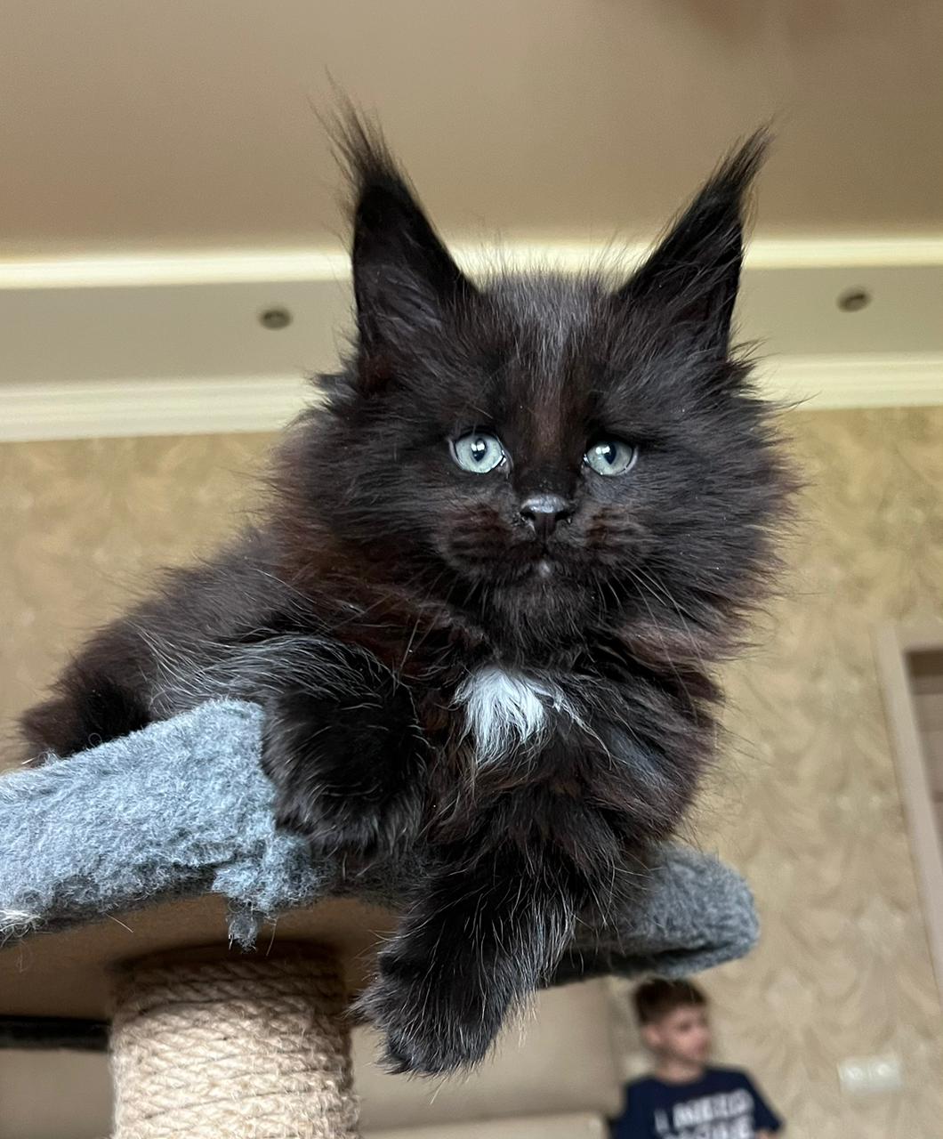 Lamber R Maine Coon kitten - Available for adoption at FavCats