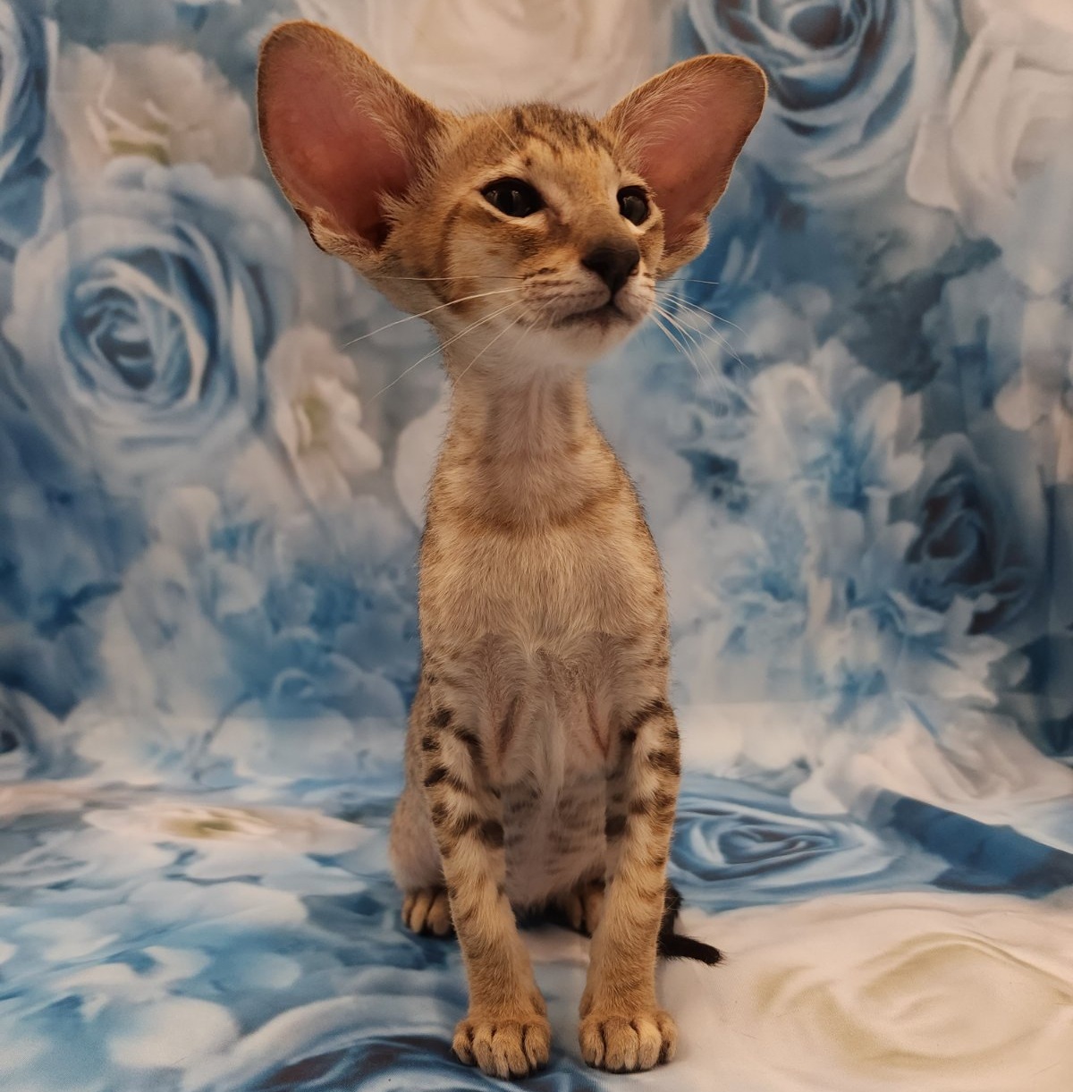 Pollyanna U Oriental Cat kitten - Available for adoption at FavCats