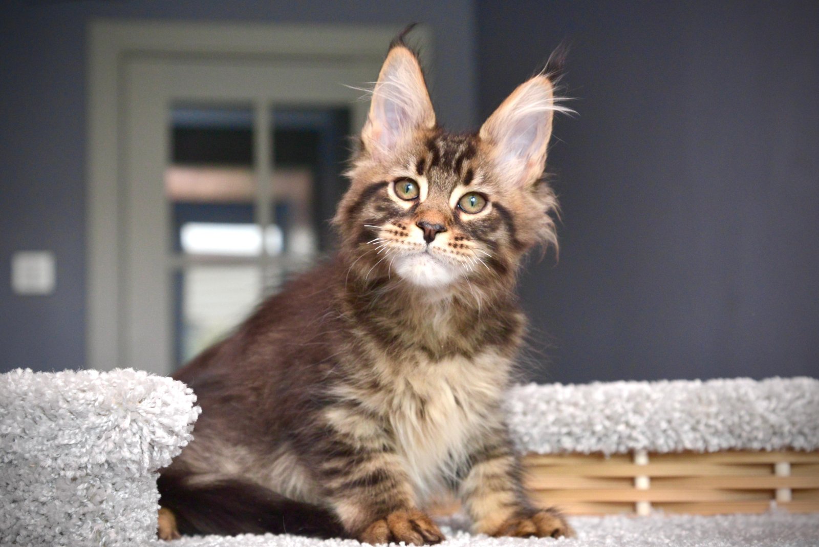 Whitewood R Maine Coon kitten - Available for adoption at FavCats
