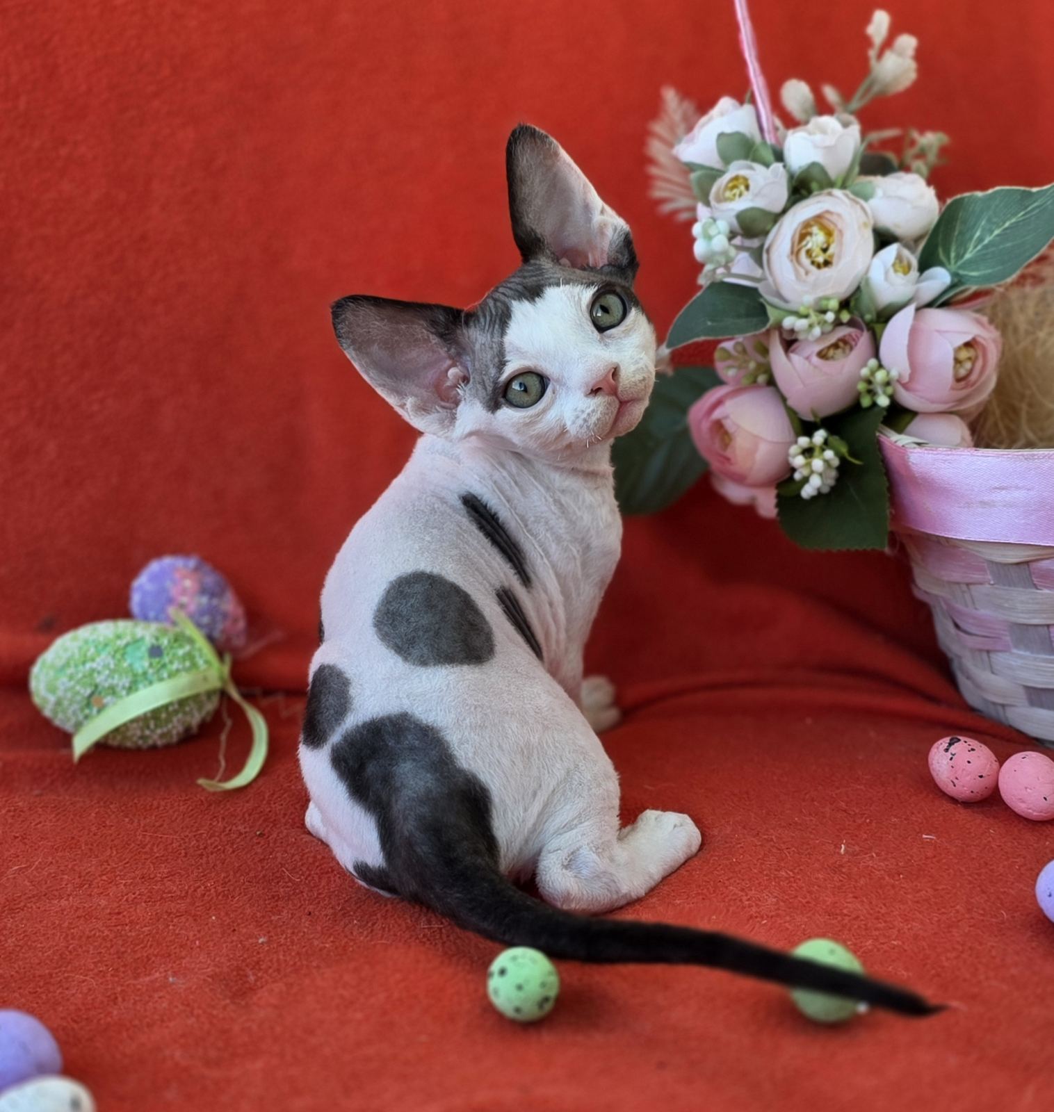Camelia U Devon Rex Cat kitten - Available for adoption at FavCats